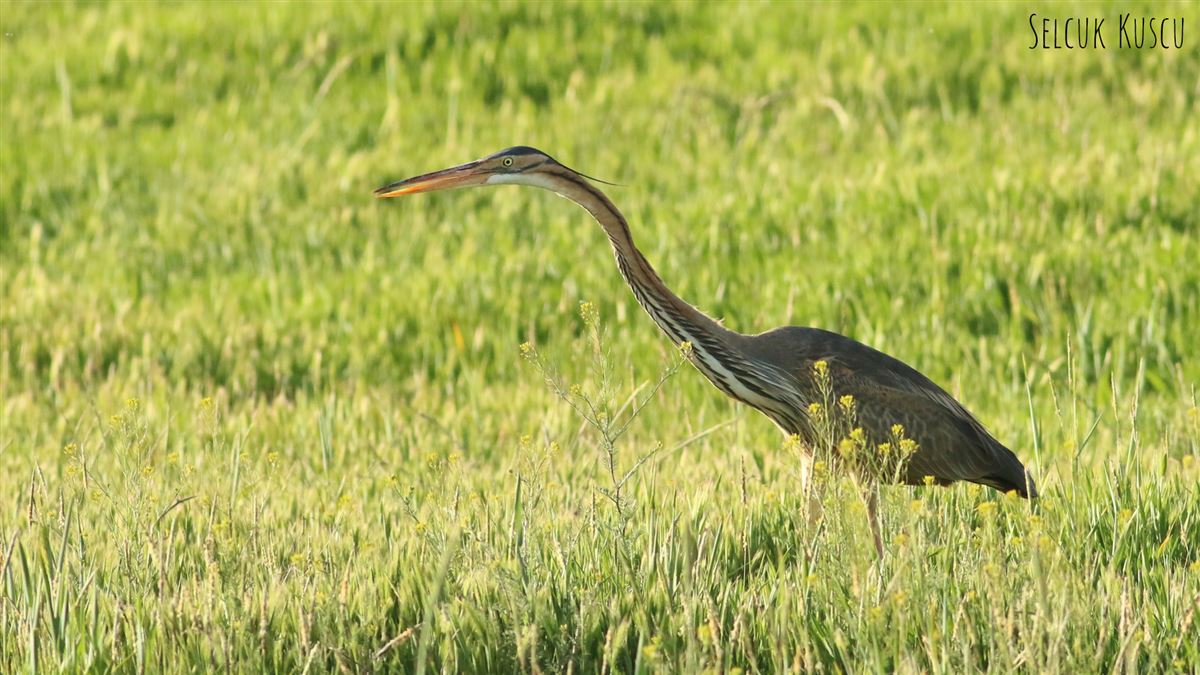 Purple Heron