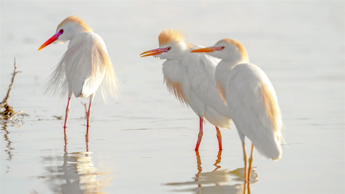 Western Cattle Egret