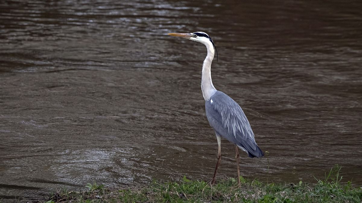 Grey Heron