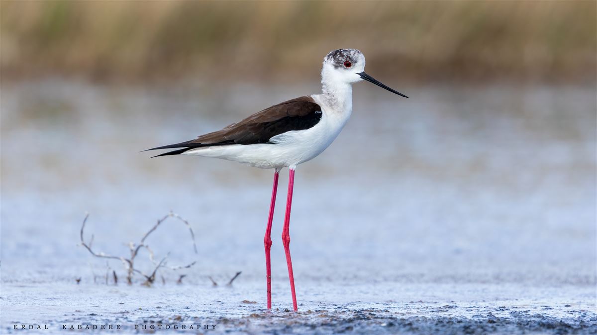 Black-winged Stilt