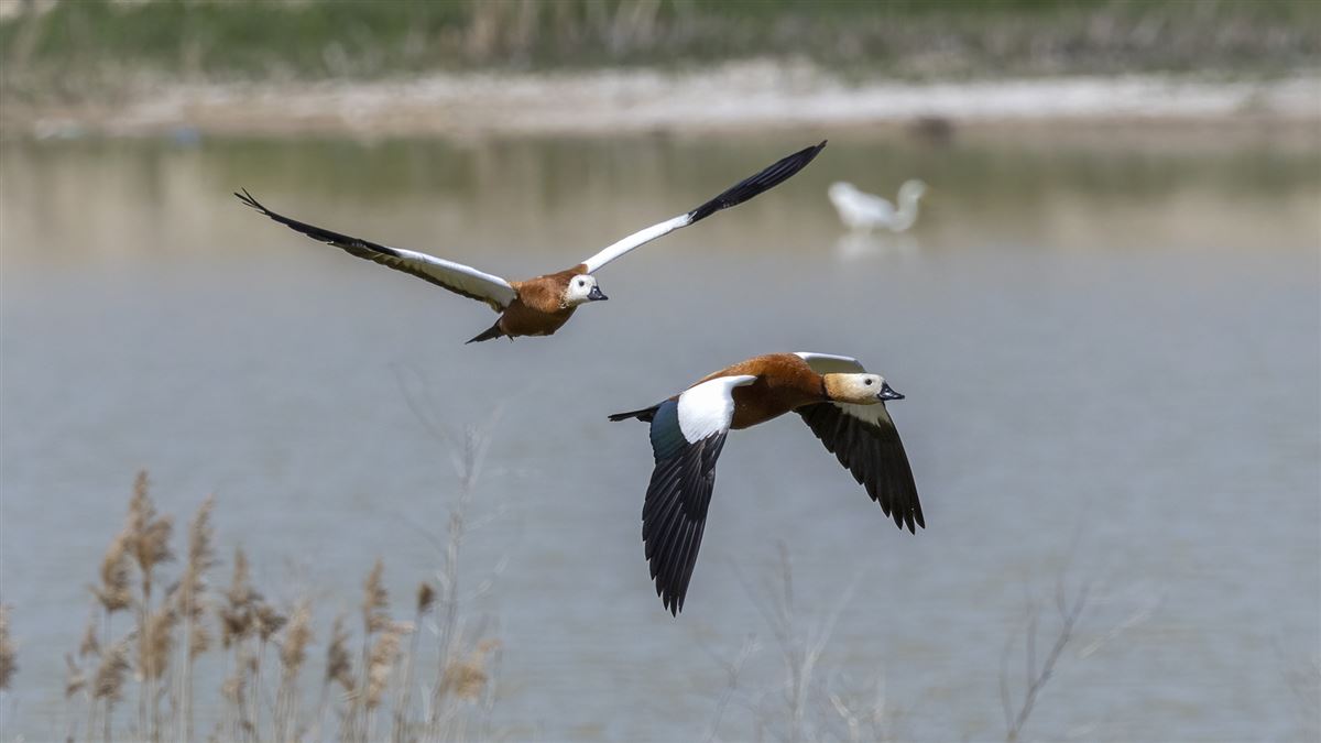 Ruddy Shelduck