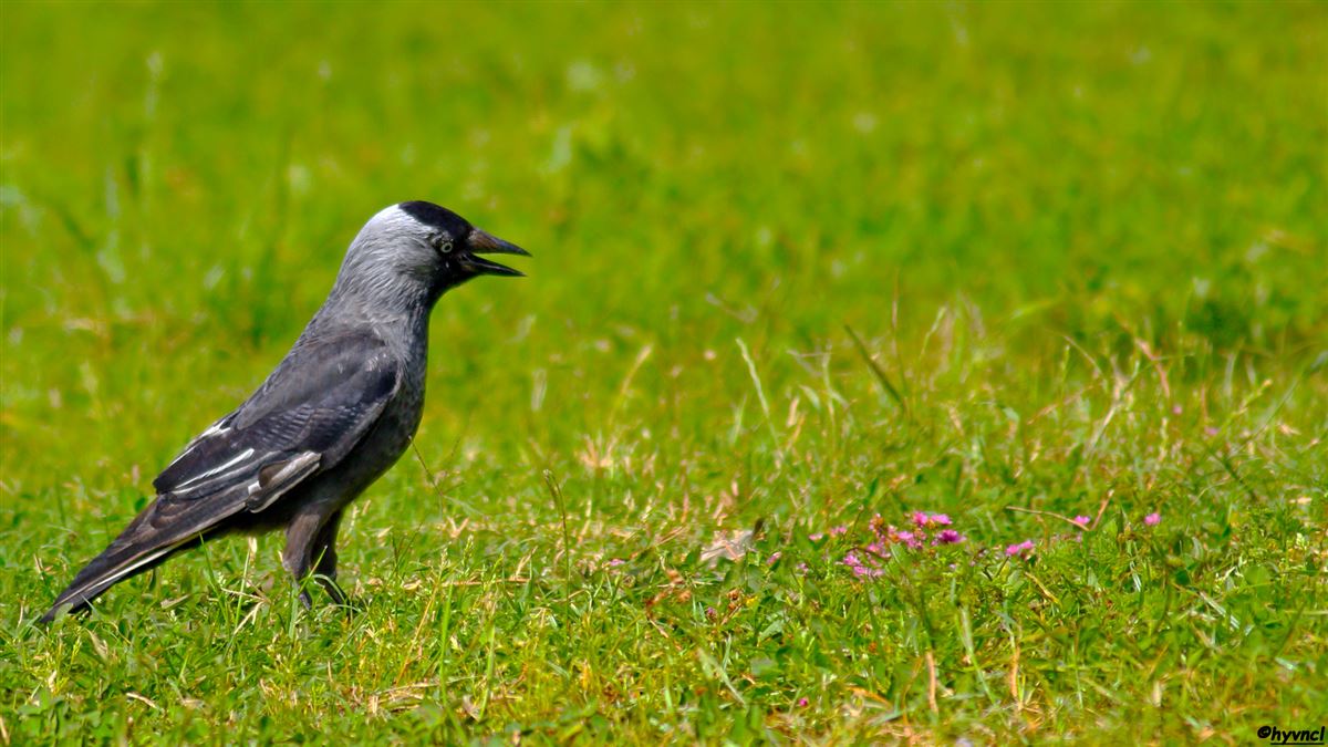 Western Jackdaw