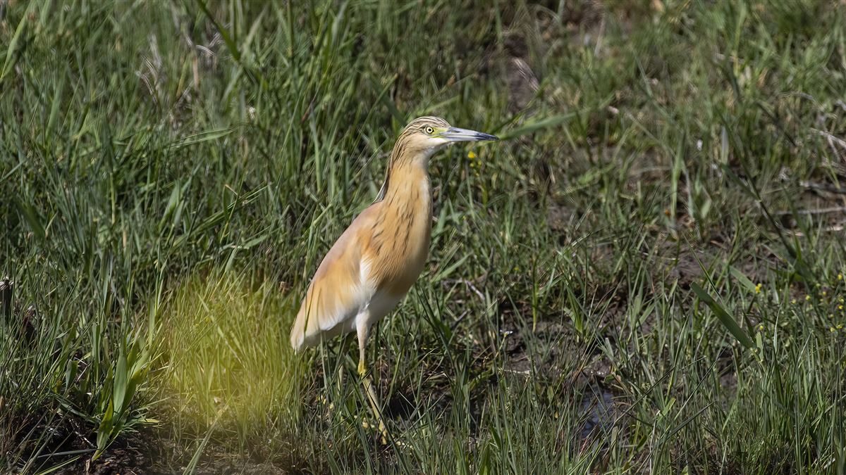 Squacco Heron