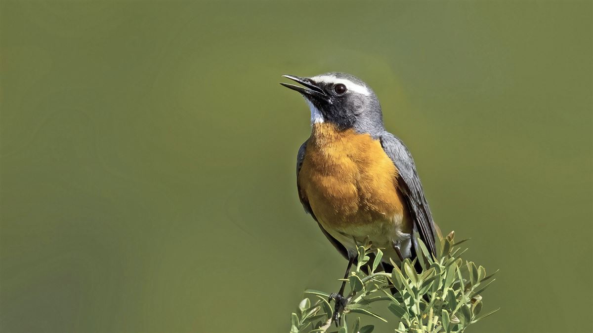 White-throated Robin