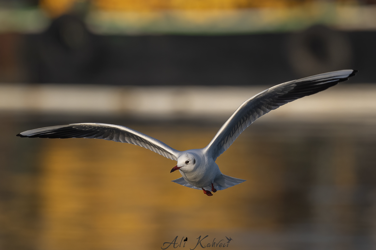 Black-headed Gull