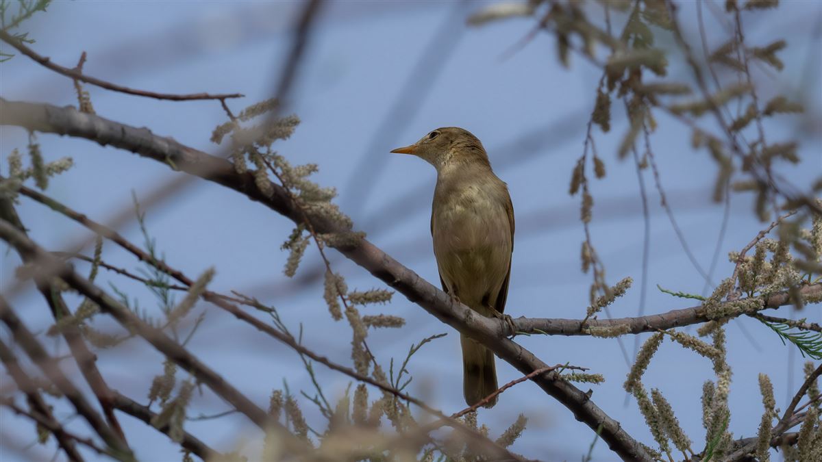 Eastern Olivaceous Warbler