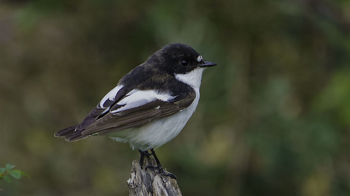 European Pied Flycatcher