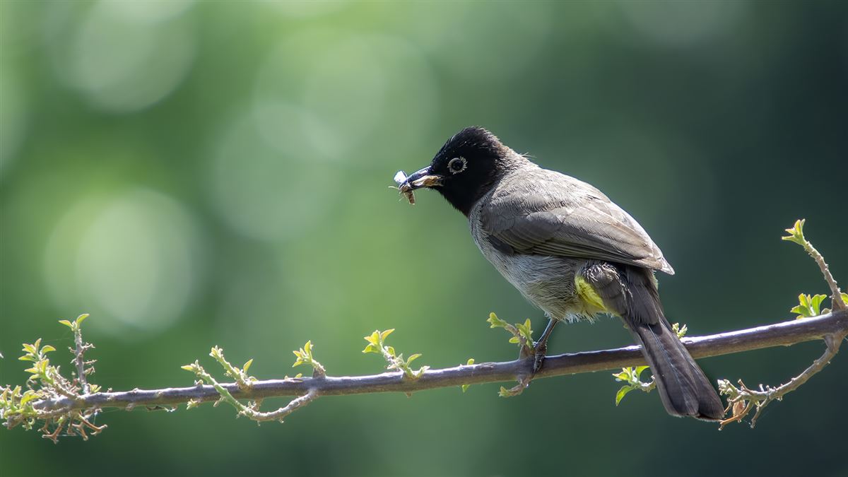 White-spectacled Bulbul