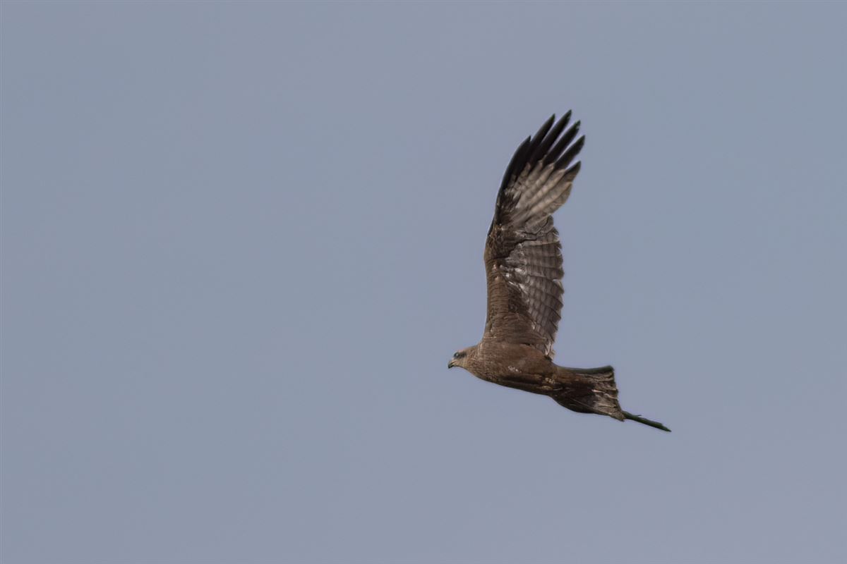 Black Kite