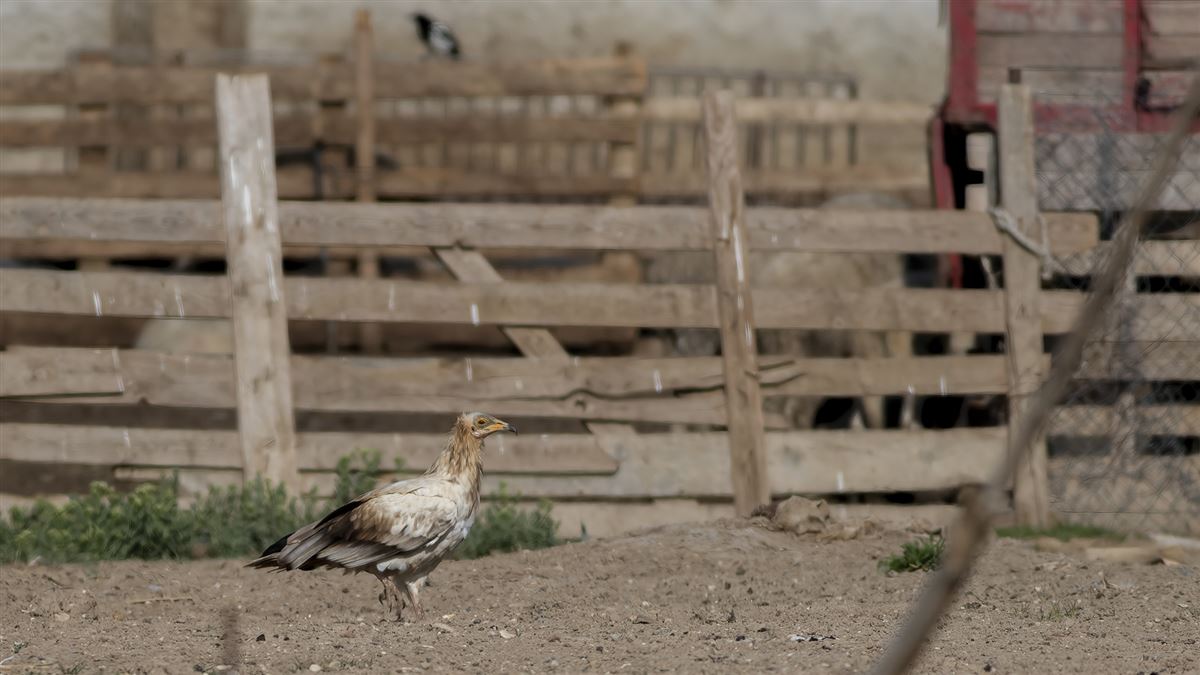 Egyptian Vulture