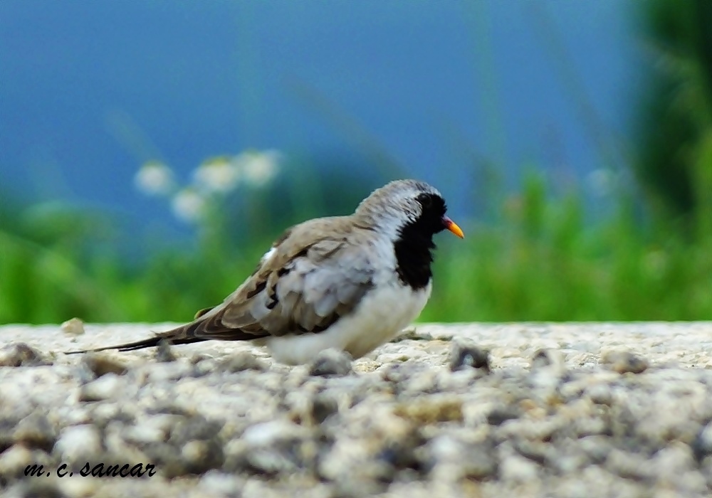 Namaqua Dove