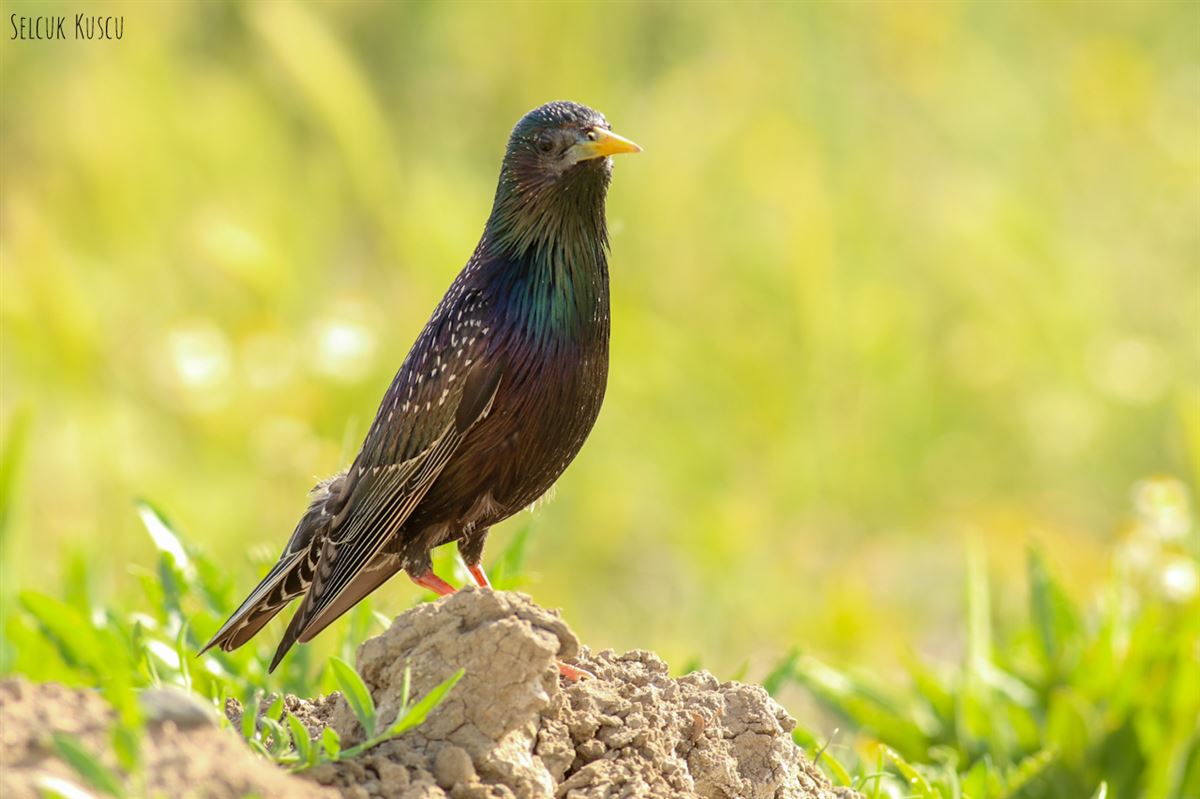 Common Starling