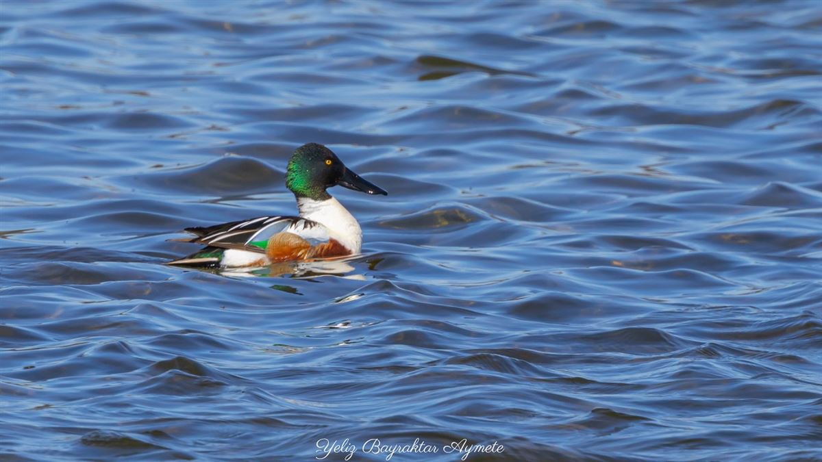 Northern Shoveler