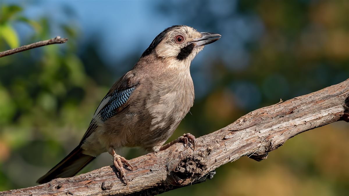 Eurasian Jay