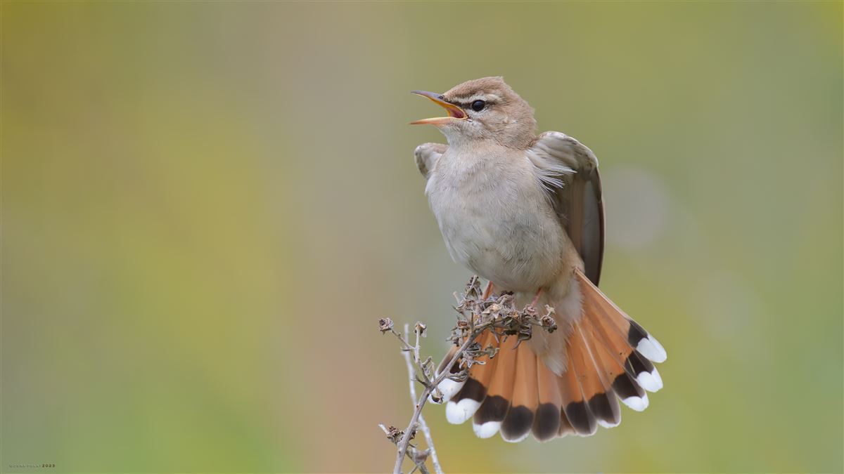 Rufous-tailed Scrub Robin