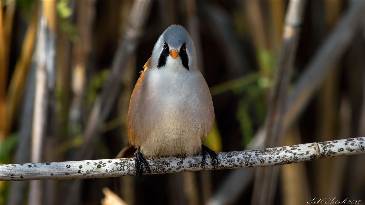 Bearded Reedling