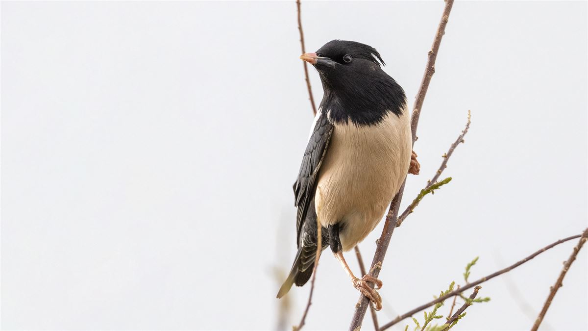 Rosy Starling