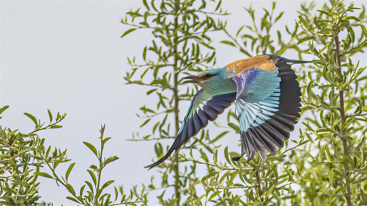 European Roller
