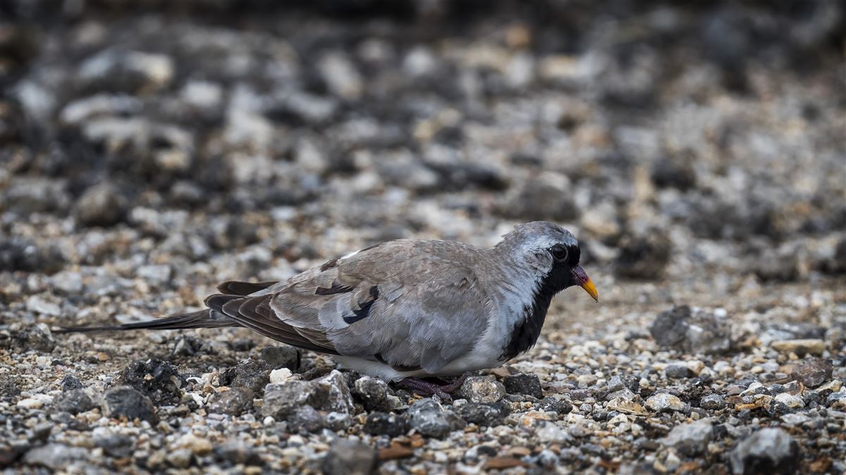 Namaqua Dove