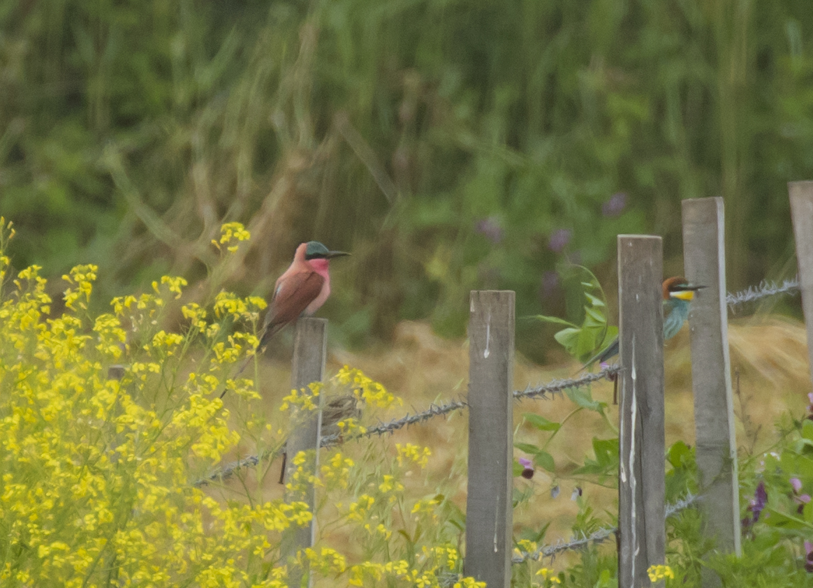 Southern Carmine Bee-eater