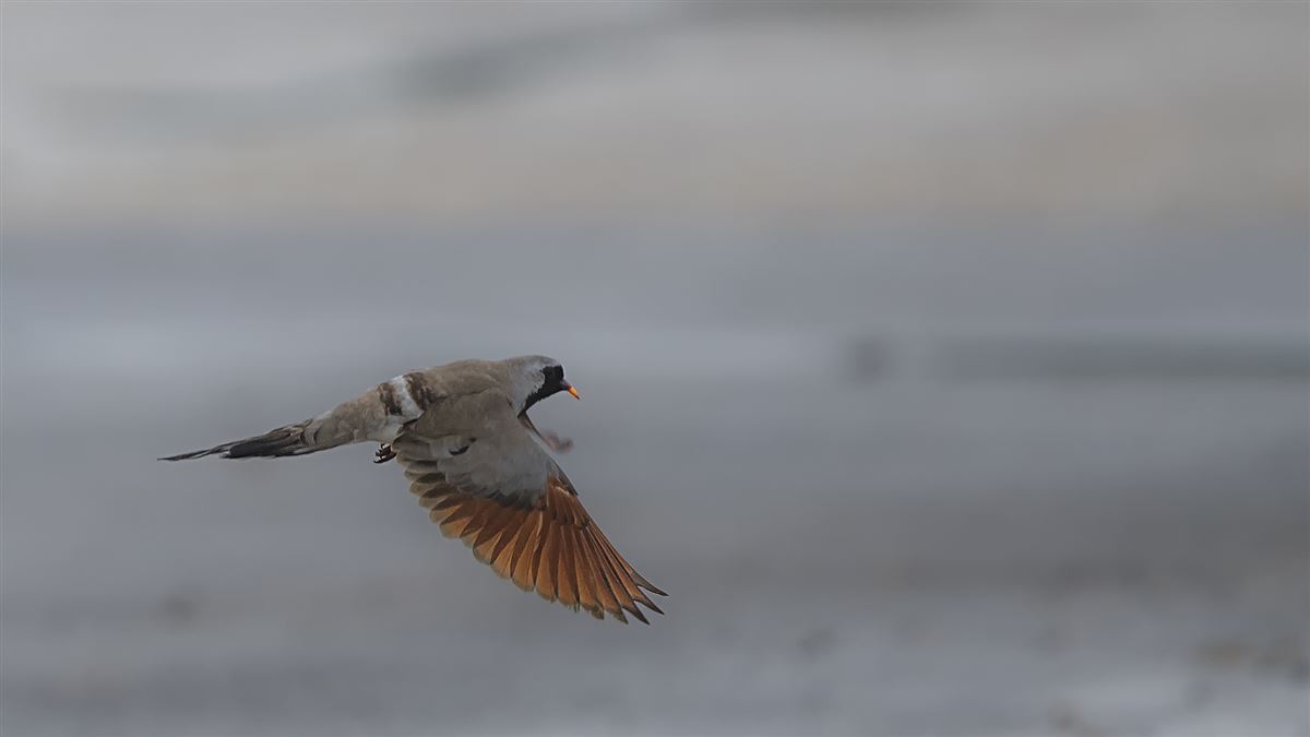Namaqua Dove