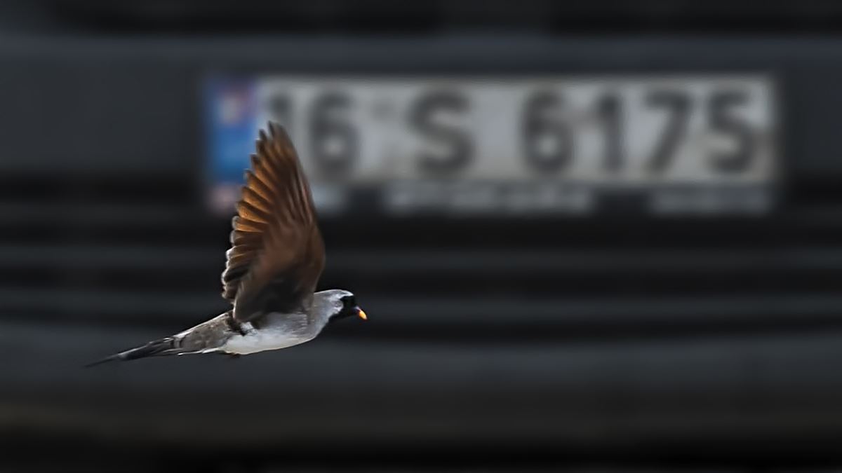 Namaqua Dove