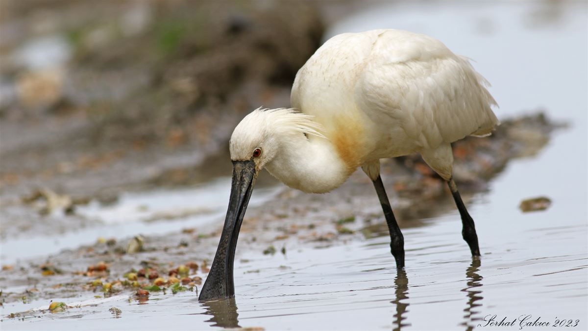 Eurasian Spoonbill