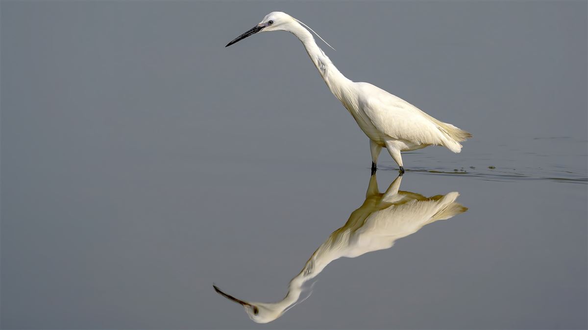Little Egret