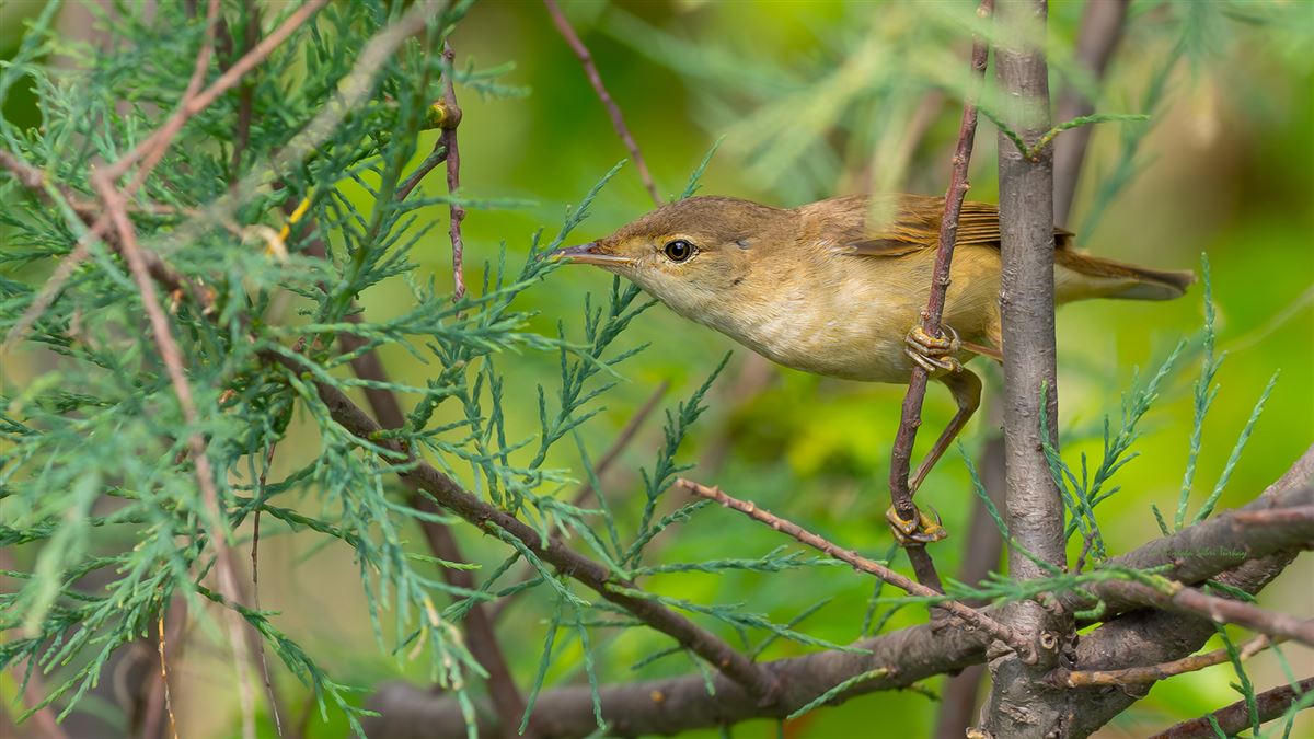 Common Reed Warbler