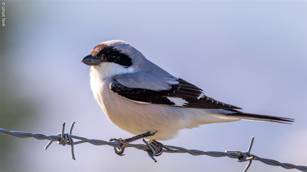 Lesser Grey Shrike
