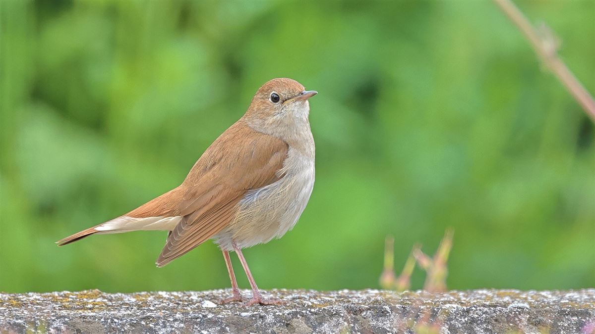 Common Nightingale