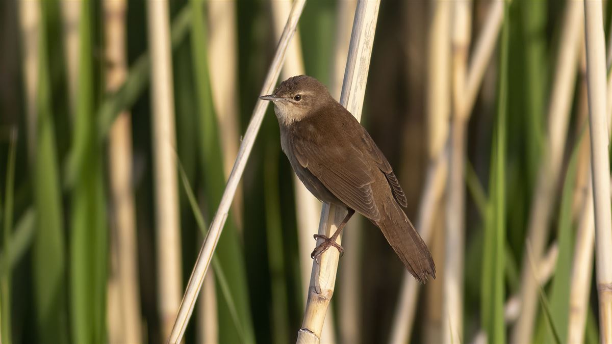 Savi`s Warbler