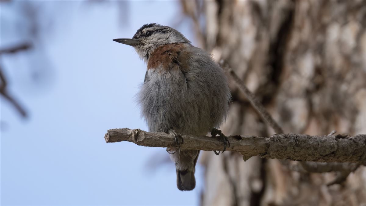 Krüper`s Nuthatch