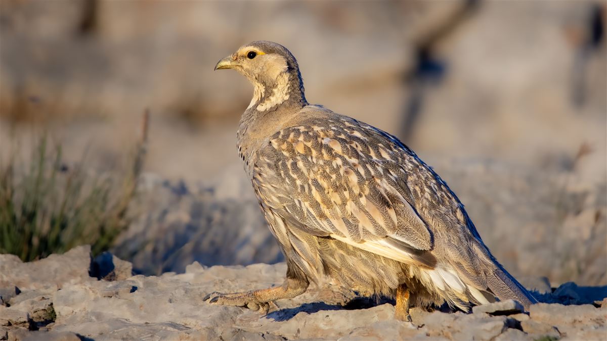 Caspian Snowcock