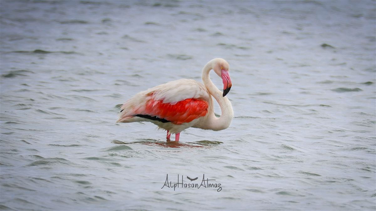 Greater Flamingo