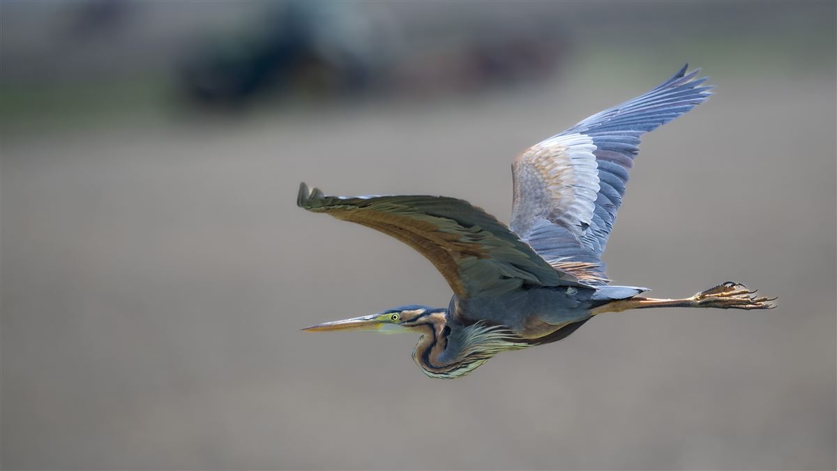 Purple Heron