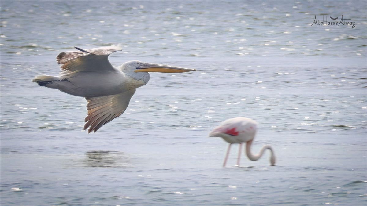 Dalmatian Pelican