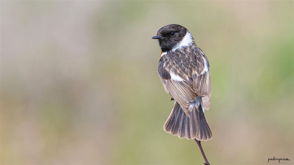 European Stonechat