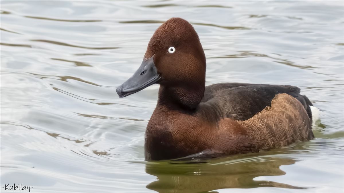 Ferruginous Duck