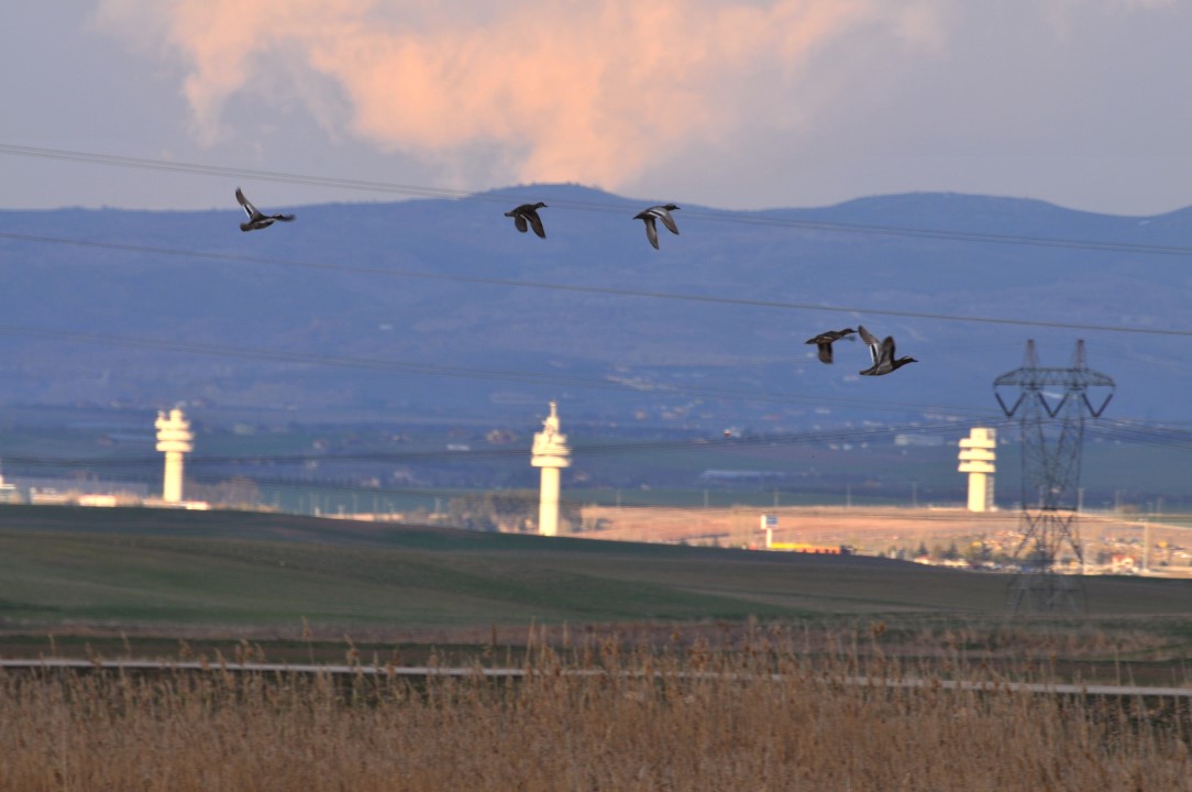 Garganey