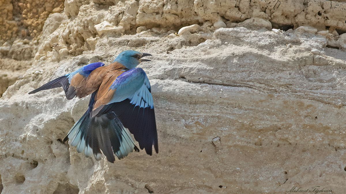 European Roller
