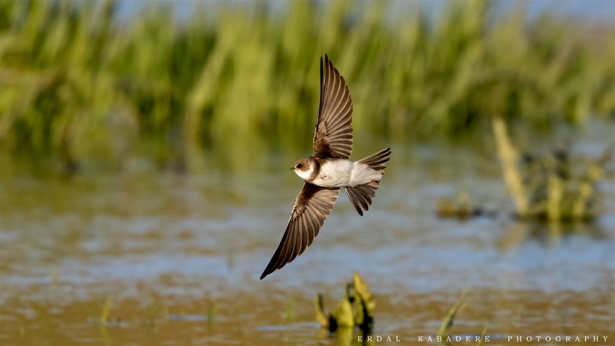 Sand Martin