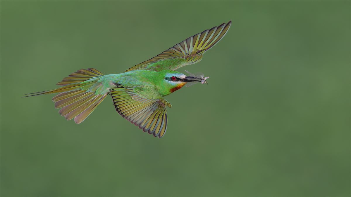 Blue-cheeked Bee-eater