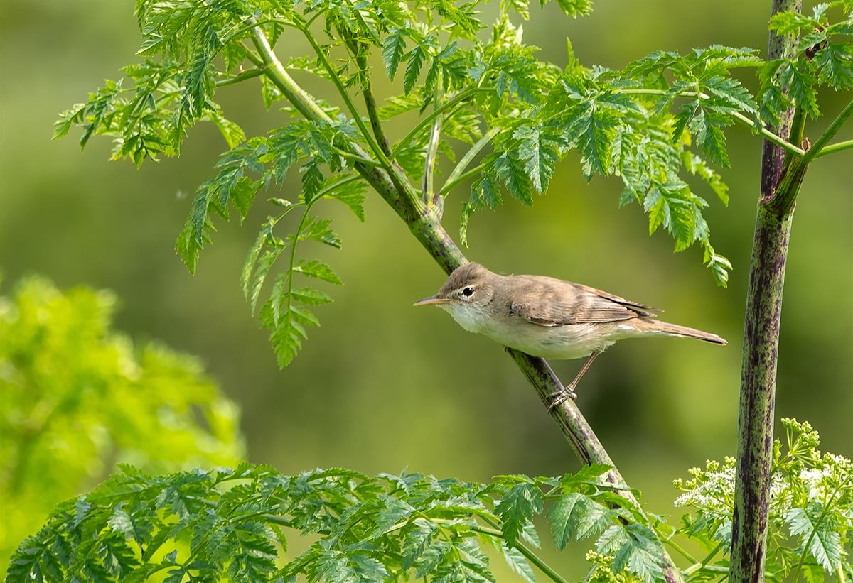 Eastern Olivaceous Warbler