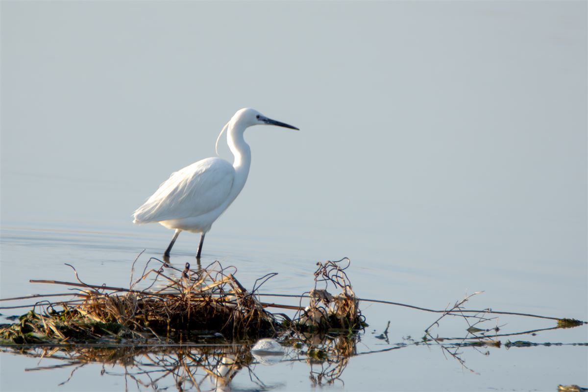 Little Egret