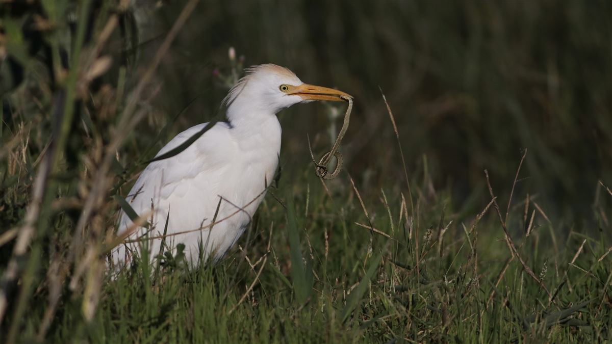 Western Cattle Egret