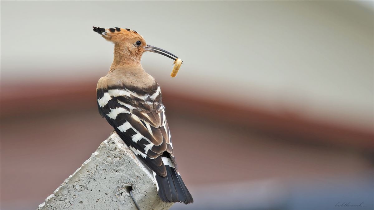 Common Hoopoe
