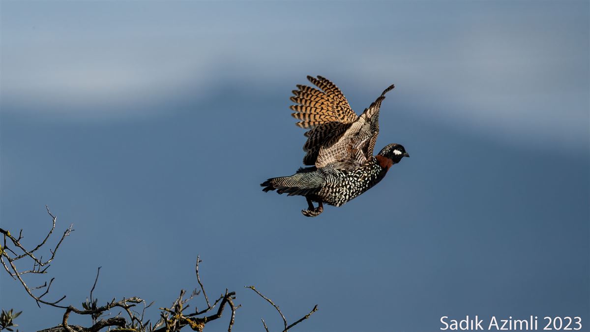 Black Francolin