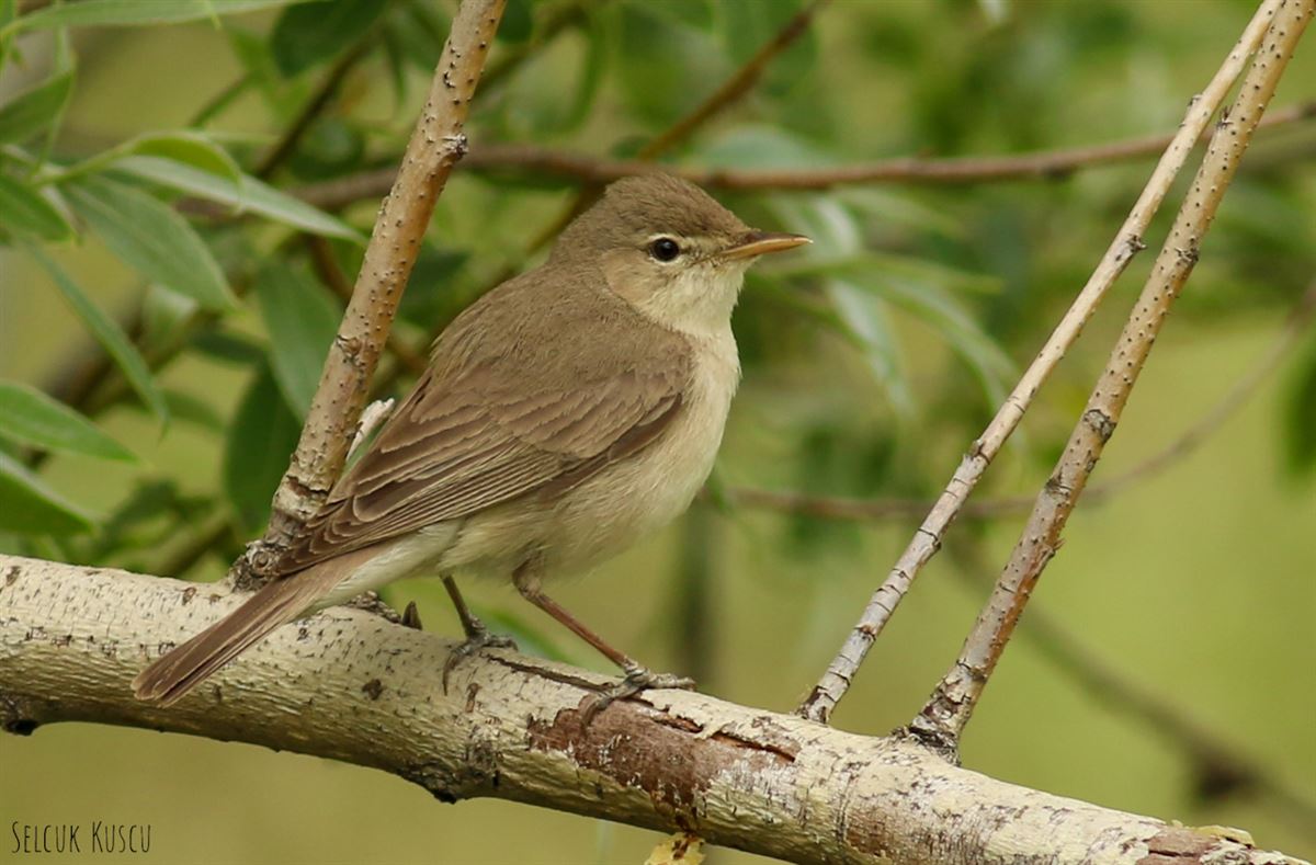 Eastern Olivaceous Warbler