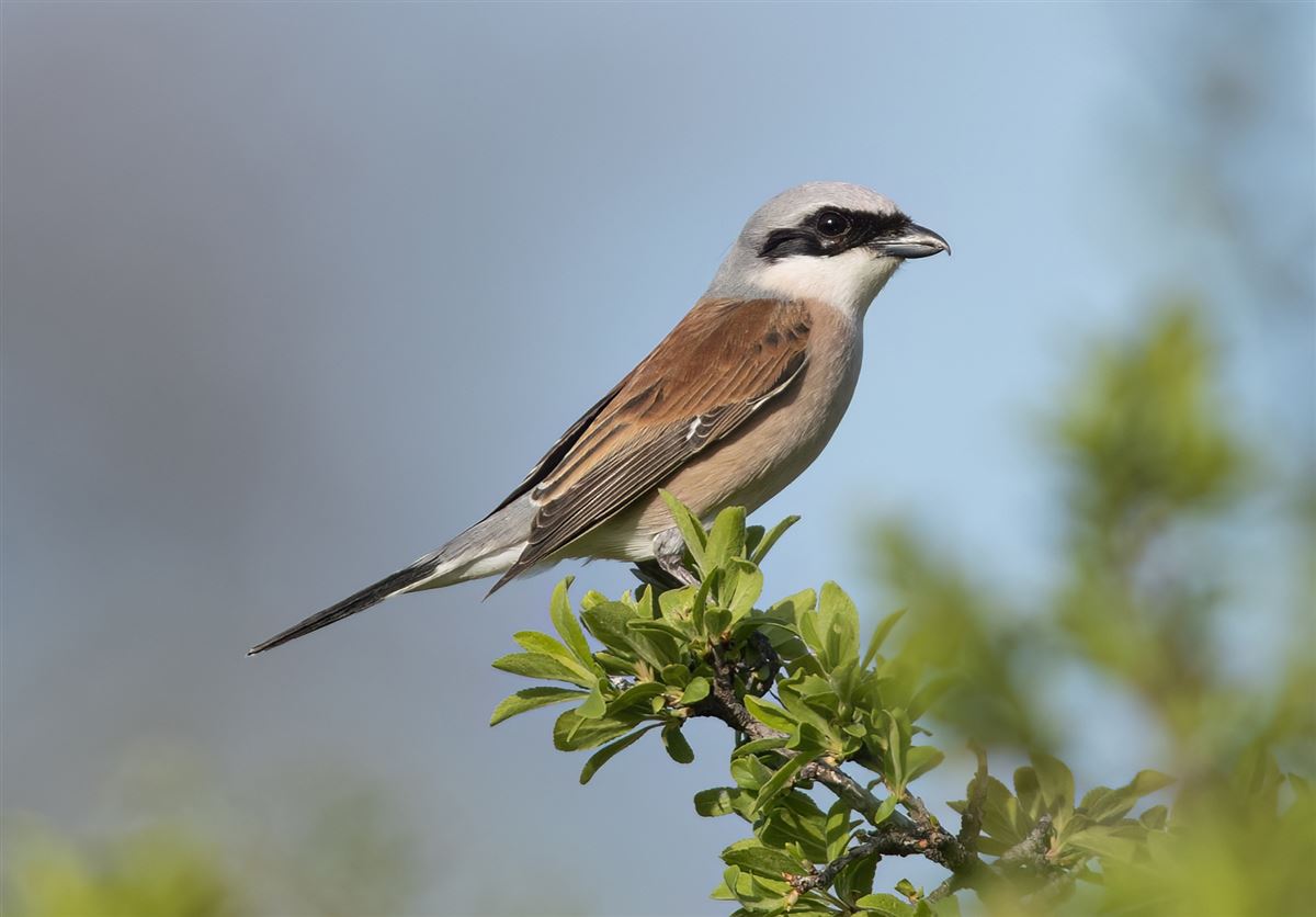 Red-backed Shrike